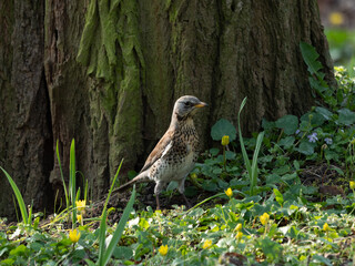Turdus pilaris