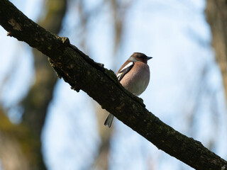 Fringilla coelebs 04/2023