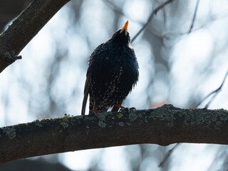 Sturnus vulgaris in park