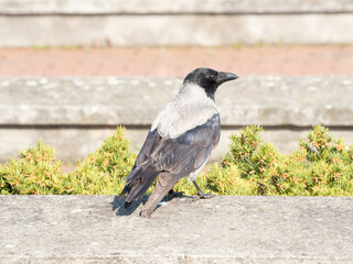 Corvus corone 04/2023