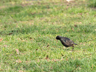 Sturnus vulgaris in park