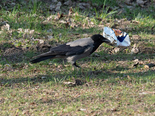 Corvus corone 04/2023