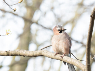 Eurasian jay (Garrulus glandarius)