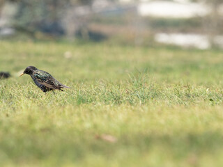 Sturnus vulgaris in park