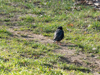 Sturnus vulgaris in park