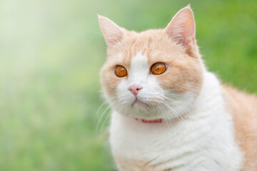 Obraz na płótnie Canvas Peach-colored Scottish Straight domestic cat with pink nose and red eyes outdoors in spring, portrait, close-up with copy space. Red collar from fleas and parasites
