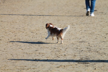 SPRINGER SPANIEL playing on the beach