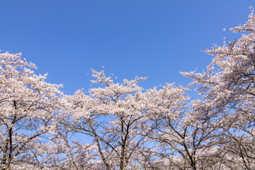 Cherry blossoms against the blue sky