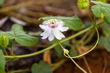 passiflora foetida white flower closeup
