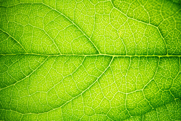 green leaf texture