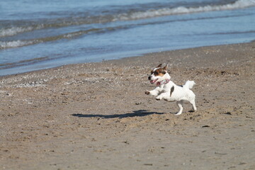 Jack Russell terrier playing on the beach