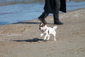 Jack Russell terrier playing on the beach