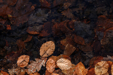 Fallen leaves on the ground in a puddle. Autumn background