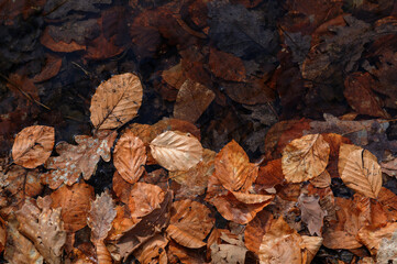 Autumn leaves in a puddle of water, close-up