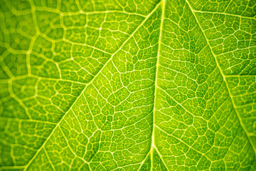 green leaf texture