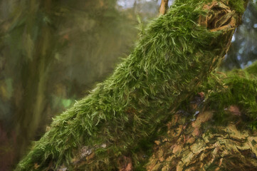 Digital painting of a tree branch in the woods covered in green moss.