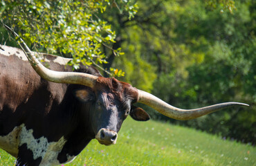 Frontal view of the Texas Longhorn facing the viewer with a full view of his wide and long horns.