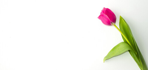 Banner of pink spring flowers tulips on a white background.  Postcard with beautiful tulips.  Flat lay.  March 8, mother's day, father's day, birthday, valentine's day concept.  Space for copy text.