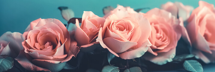 Pink roses background. Retro vintage filter. wide panoramic banner.
