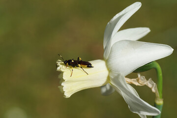 Closeup female parasitic wasp of the subfamily Ichneumoninae, family ichneumon wasps or...