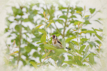 Colourful European Goldfinch. A digital watercolour painting of Carduelis carduelis in a tree.