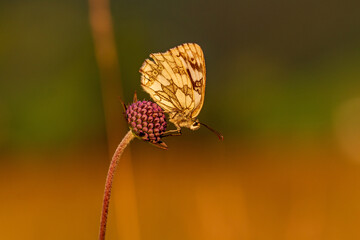 Schachbrettfalter - Schmetterling - Allgäu - Blume - Abendrot