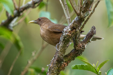 Clay-colored Thrush - Turdus grayi, brown perching bird from New World gardens and forests, El...