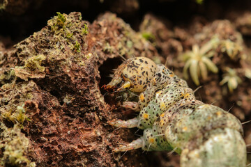 Digging a hole caterpillar