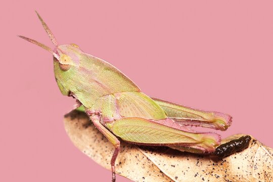 Pink katydid