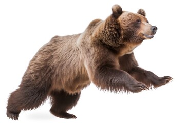 Obraz premium brown bear isolated on white background