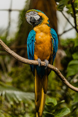 blue and yellow macaw