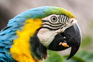 macaw feeding on a guava tree with its fruits, in San Carlos, Antioquia, Colombia
