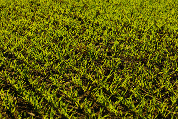 The sun is about to reach the horizon Seedlings background texture in focus close up