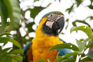 macaw on a guava tree with its fruits, in San Carlos, Antioquia, Colombia