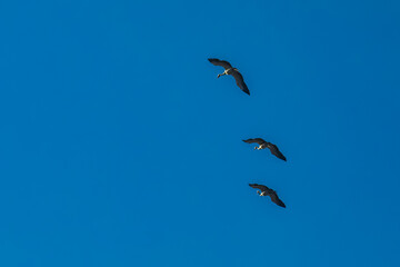 Flock of migrating Grey herons in the sky