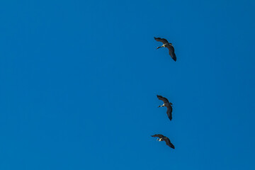 Flock of migrating Grey herons in the sky