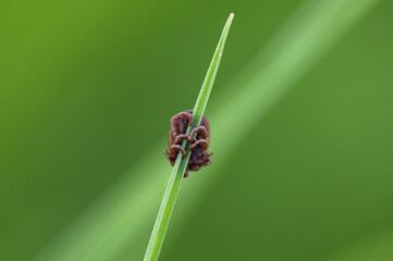 Dermacentor reticulatus - Ornate cow tick - Ornate dog tick - Ixode réticulé - Tique d'Anderson