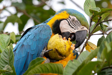 macaw feeding on a guava tree with its fruits, in San Carlos, Antioquia, Colombia