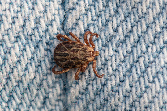 Dermacentor reticulatus - Ornate cow tick - Ornate dog tick - Ixode r&eacute;ticul&eacute; - Tique d'Anderson