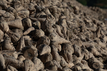 Close up of a big pile of harvested fodder beets in the warm light of the evening sun.