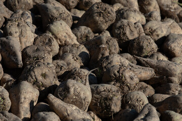 Close up of a big pile of harvested fodder beets in the warm light of the evening sun.