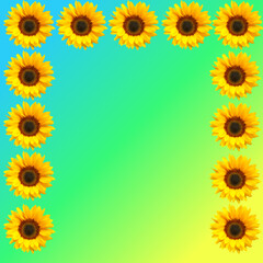 Sunflowers. Sunflower border background. Bright colours. 