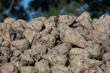 Close up of a big pile of harvested fodder beets in the warm light of the evening sun.