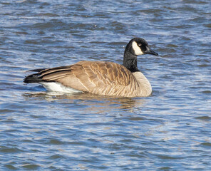 country goose branta canadensis