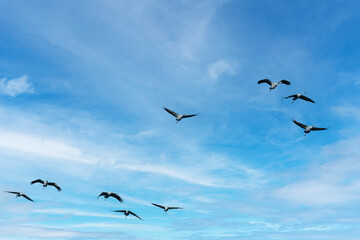 Flock of migrating Grey herons in the sky