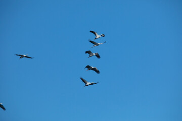 Flock of migrating Grey herons in the sky