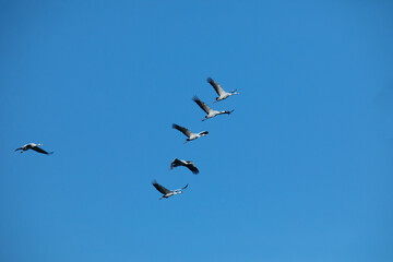 Flock of migrating Grey herons in the sky
