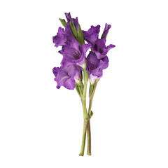 Purple gladiolus flower stems isolated on transparent background	