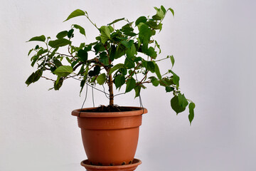 bolsai de morera negra  en fase de alambrado y crecimiento con fondo blanco Andalucía, Málaga, España