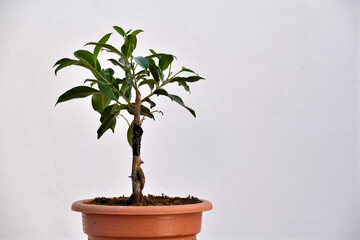 Obraz premium bolsai de ficus joven (prebolsai) con fondo blanco